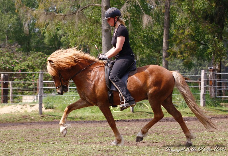 Fjandi 20110521 g.jpg - Fjandi von Heidmoor